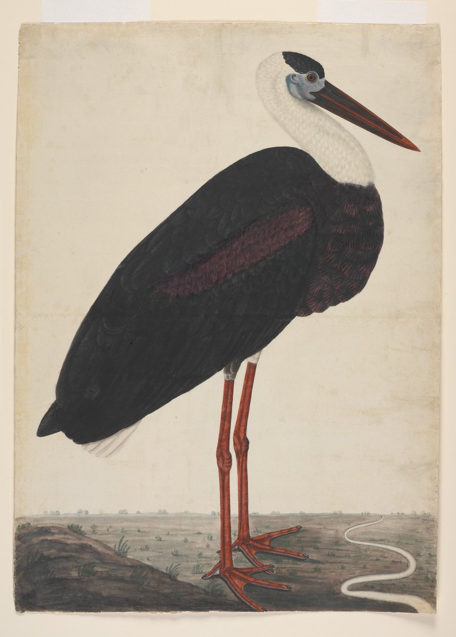 Black Stork in a Landscape, c.1780 (aguarela opaca em papel europeu) de Indian School