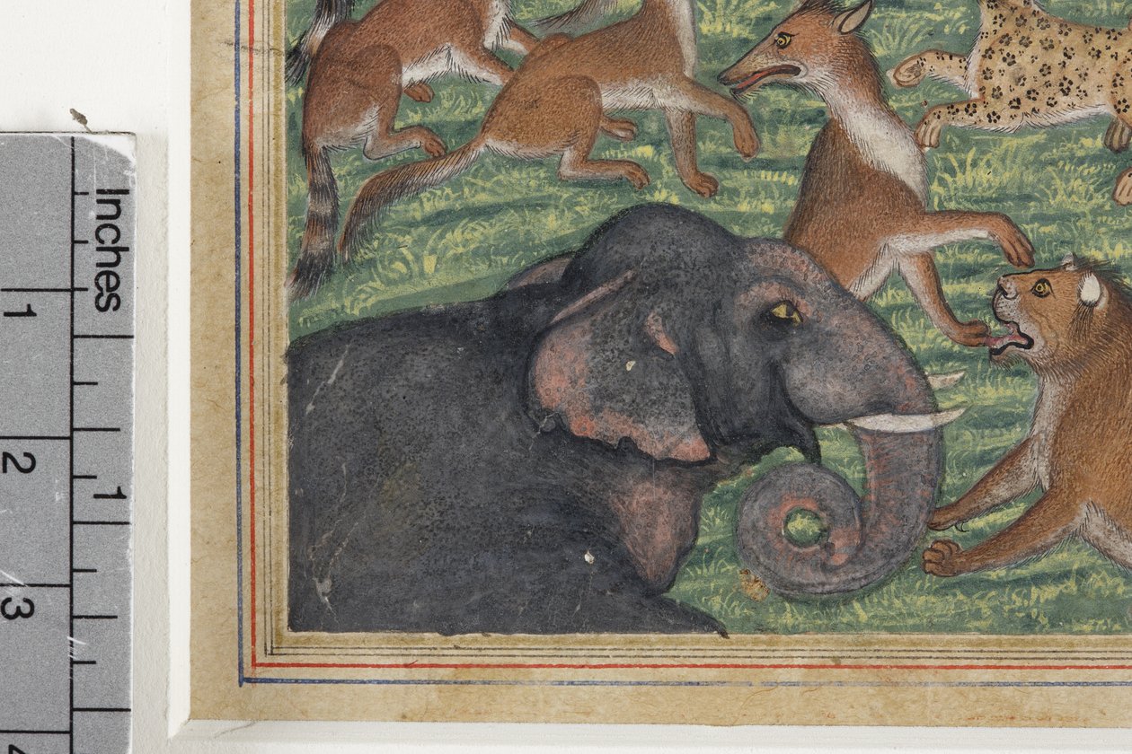 Detalhe do Chacal que se pronunciou Rei, c.1560-65 (wc opaco e ouro sobre papel) de Indian School