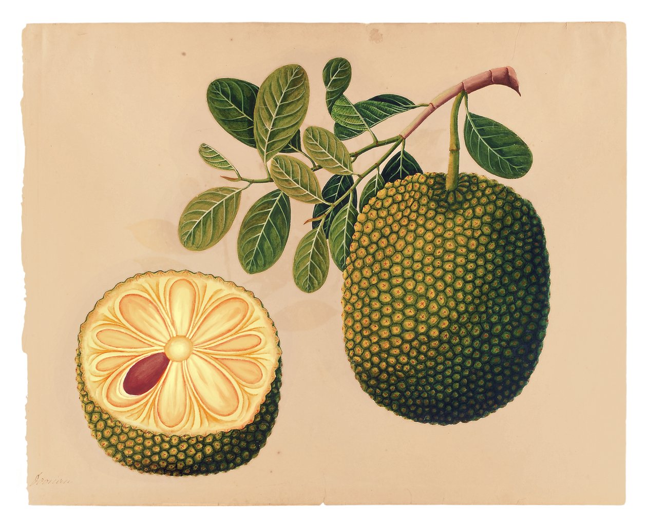 Fruta Durian e folhagem, c.1815 (wc opaca no papel) de Indian School