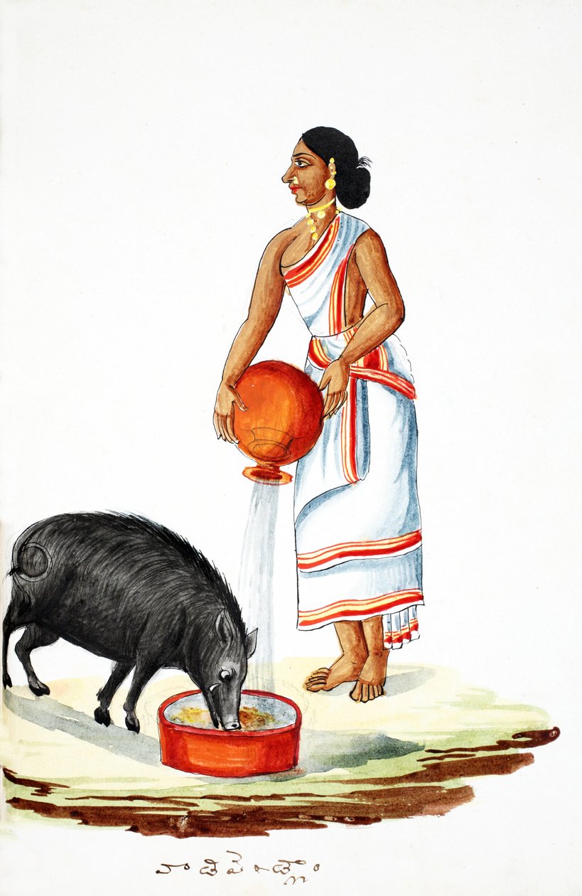 Alimentando um porco selvagem (wc no papel) de Indian School