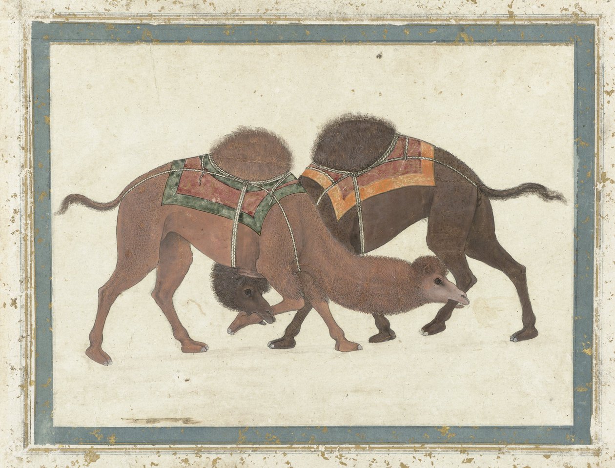 Camelos de combate, c.1680-1700 de Indian School