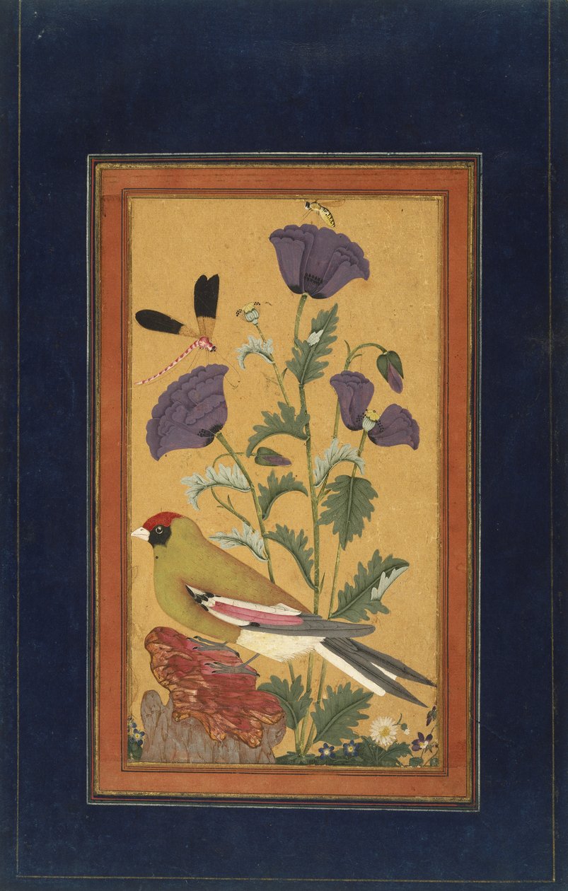 Finch, Poppies, Dragonfly e Bee, 1650-70 (wc opaco e ouro no papel) de Indian School