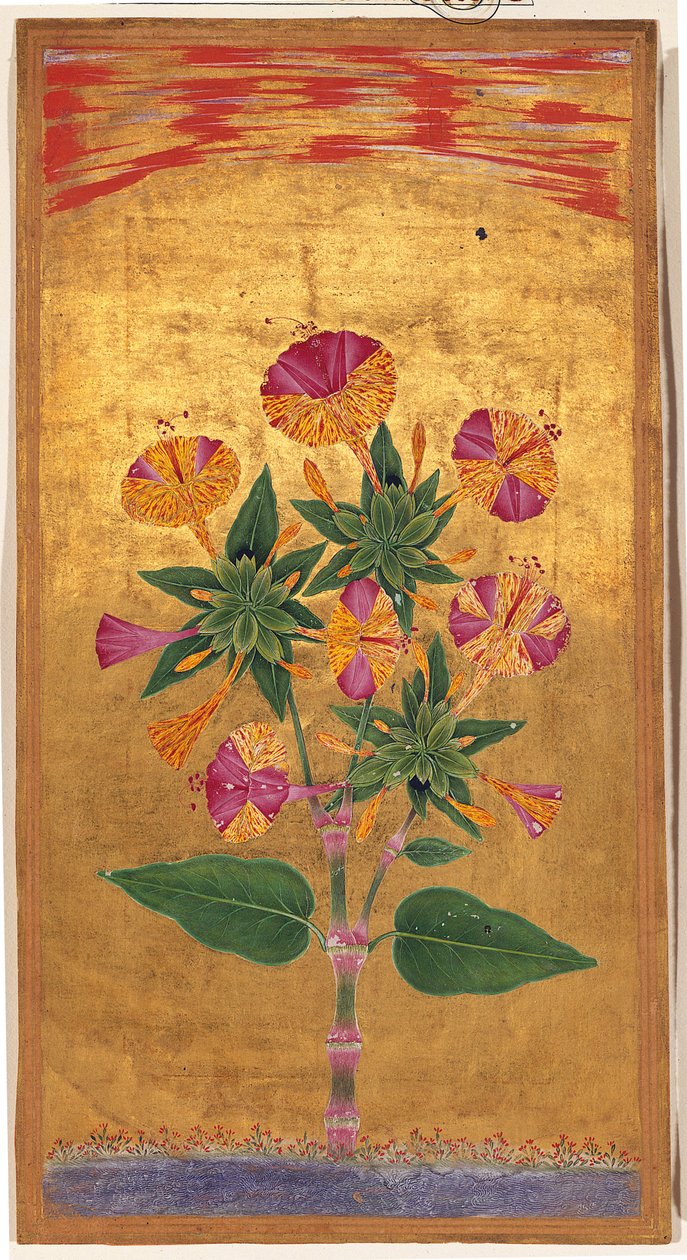 Quatro Oclock ou A Maravilha do Peru (Mirabilis Jalapa), período de Mughal, c.1640 (aquarela opaca e ouro sobre papel) de Indian School