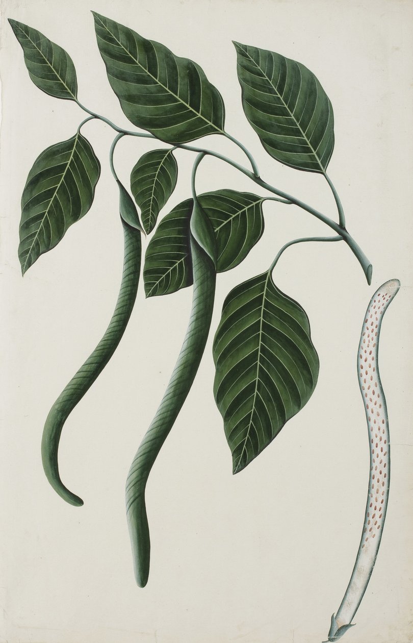Fruta e folhas de uma das Bignoniaceae, 1785-89 (wc opaca no papel) de Indian School
