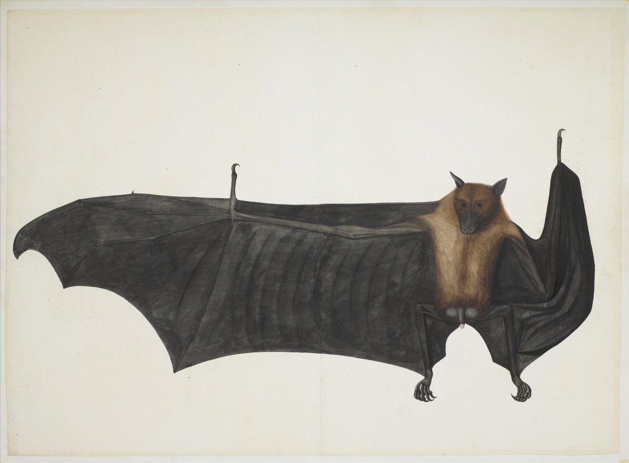 Great Indian Fruit Bat, c.1777-82 (lápis, tinta e aquarela sobre papel) de Indian School