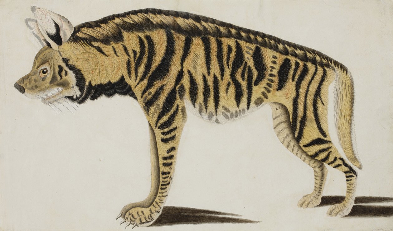 Hiena, depois de 1794 (wc opaco no papel) de Indian School