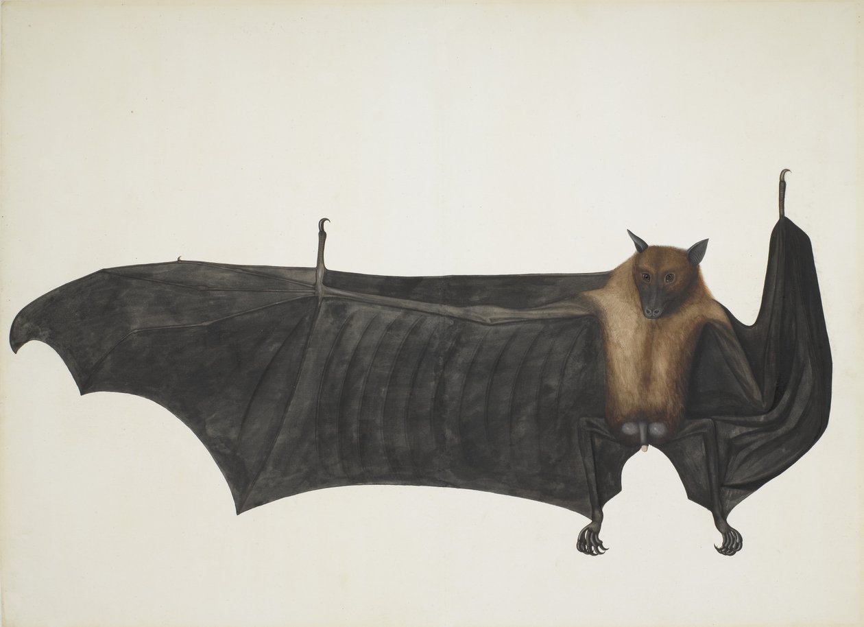 Raposa voadora indiana também conhecida como grande morcego indiano, Pteropus Giganteus, c1800. de Indian School