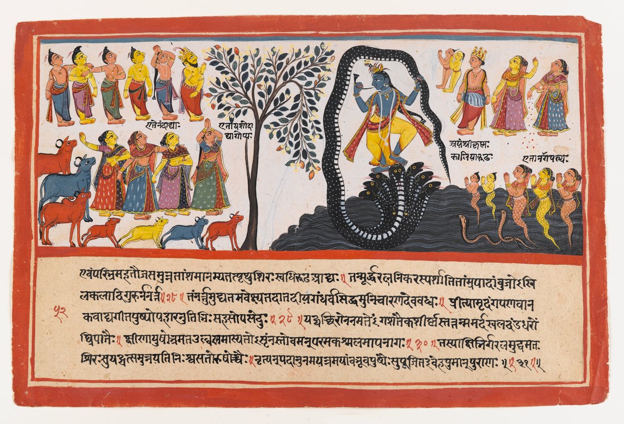 Krishna Conquista a Serpente Kaliya, página de uma Série Bhagavata Purana Dispersa, c.1775 (wc opaca e ouro sobre papel) de Indian School