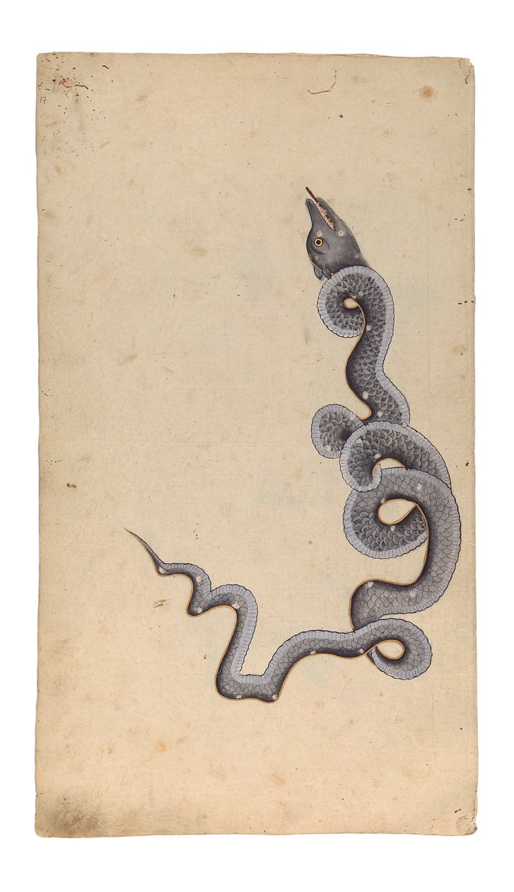 A constelação do dragão: al-Tinnin, 1740 (wc opaca, tinta e ouro no papel) de Indian School