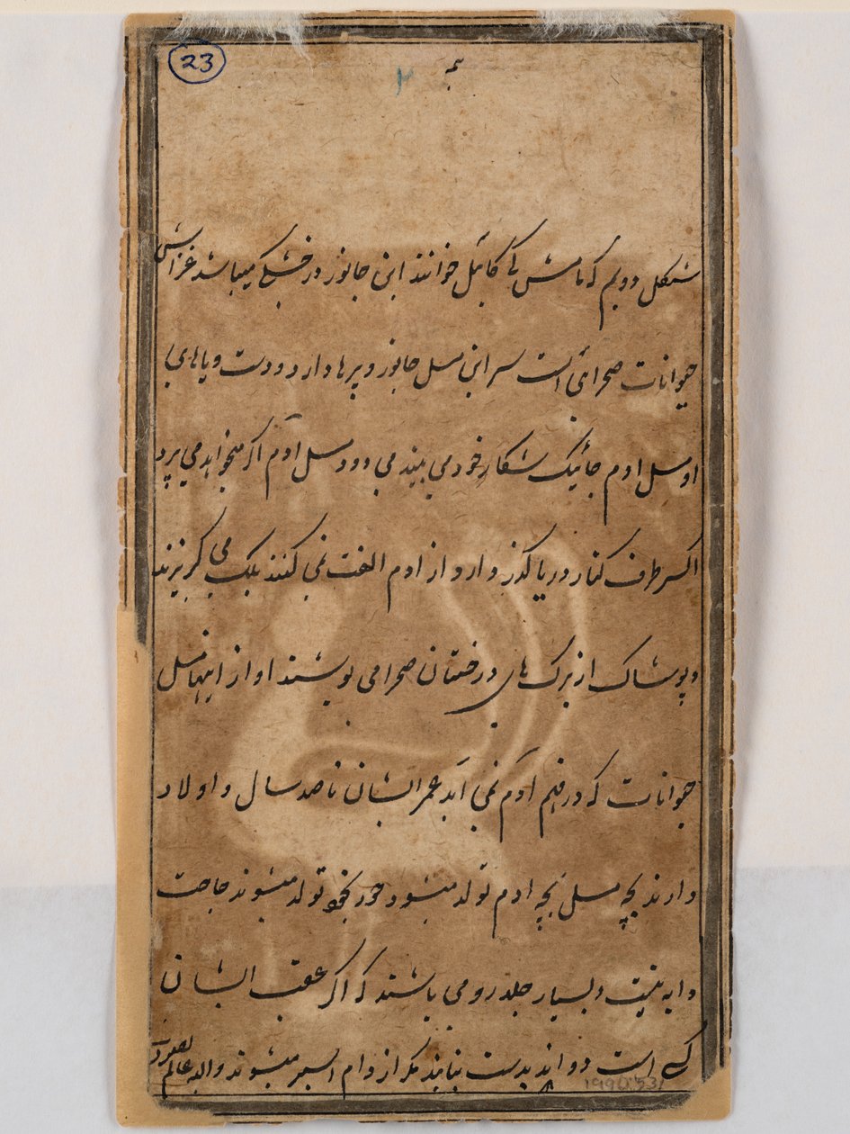 Verso de pavão mítico com cabeça de mulher, c.1750 (caneta e tinta sobre papel) de Indian School