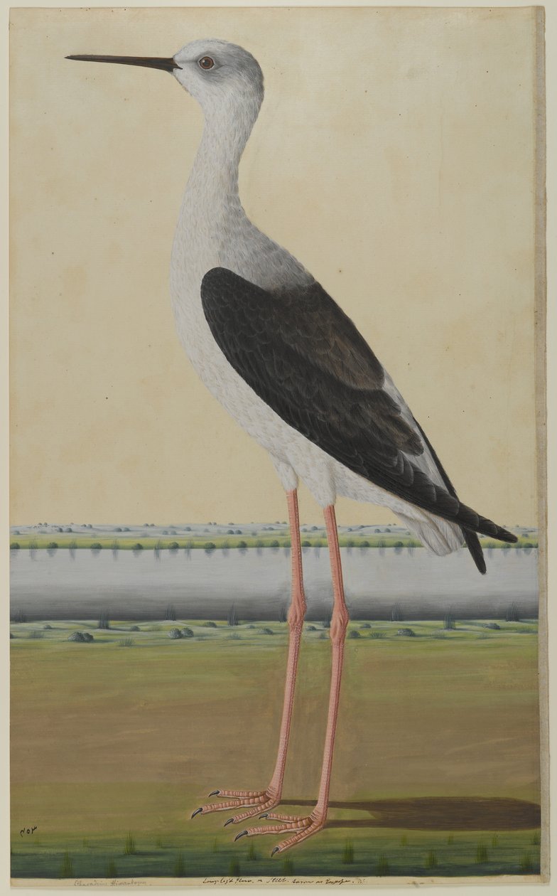 Ave aquática em uma paisagem, c.1780 (aquarela opaca no papel) de Indian School