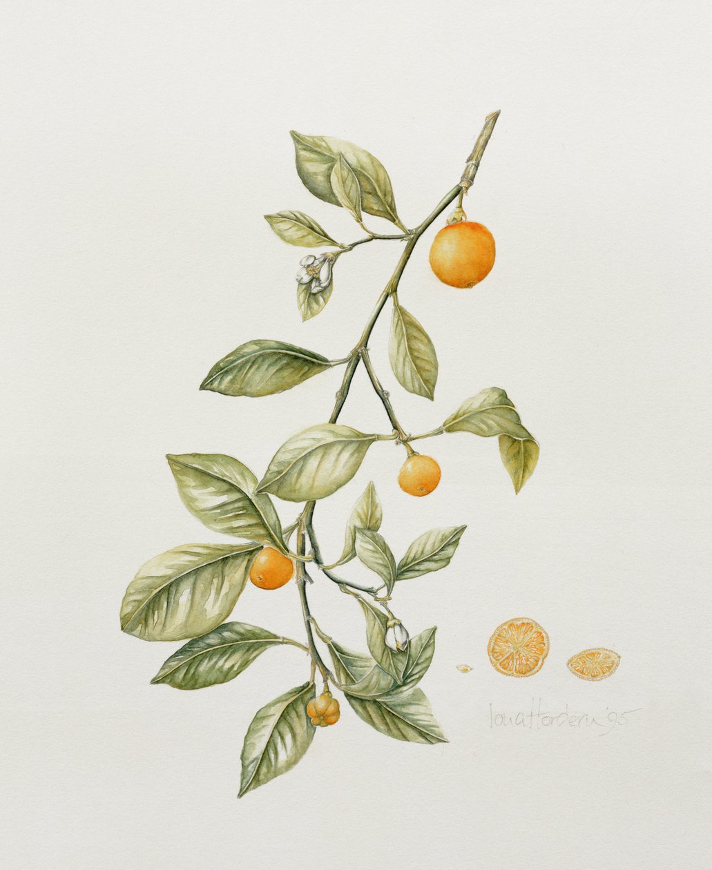 Laranja ornamental, 1995 (wc) de Iona Hordern