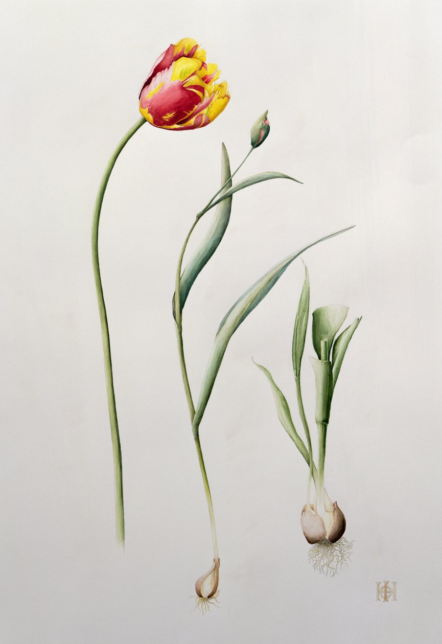 Papagaio Tulipa, 1995 (wc) de Iona Hordern