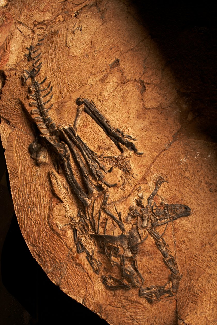 Um ceratossauro desdentado no Instituto de Paleontologia de Vertebrados e Paleoantropologia em Xiaotangshan, no norte de Pequim, China. de Ira Block