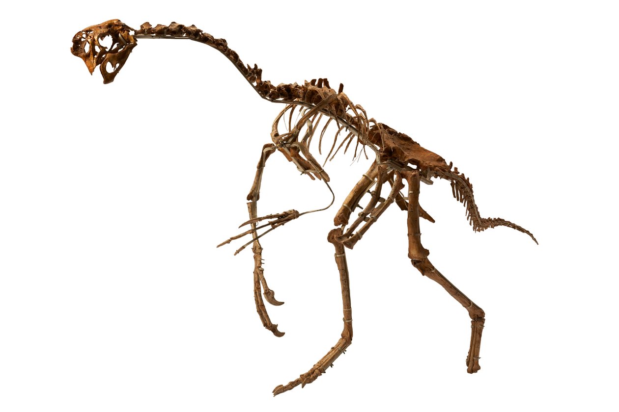 Um Oviraptor quase completo da Mongólia. de Ira Block