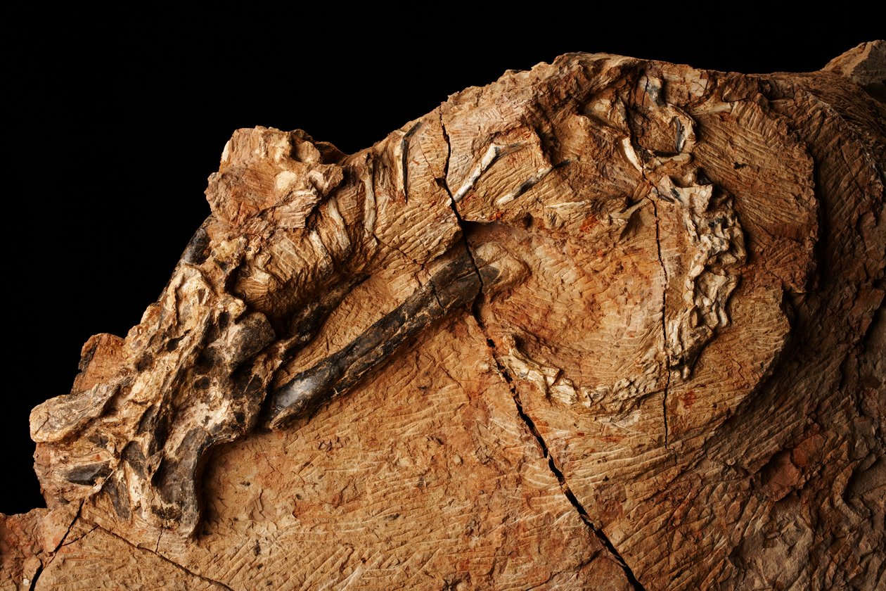 Um dinossauro desconhecido no Instituto de Paleontologia de Vertebrados e Paleoantropologia em Xiaotangshan, no norte de Pequim, China. de Ira Block