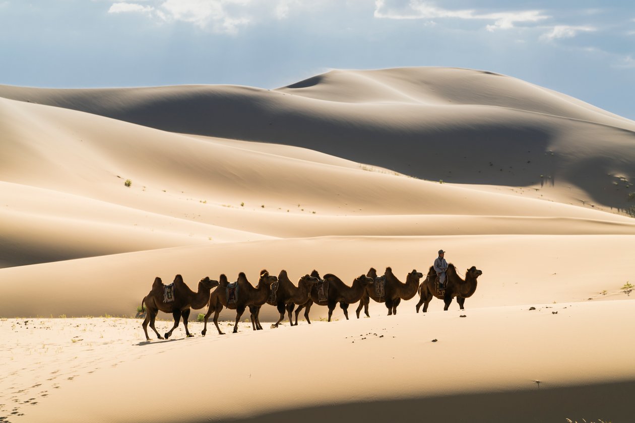 Caravana de camelos bactrianos em Khongoryn Els, no Parque Nacional Gobi Gurvansaikhan..., 2016 (foto) de Ira Block