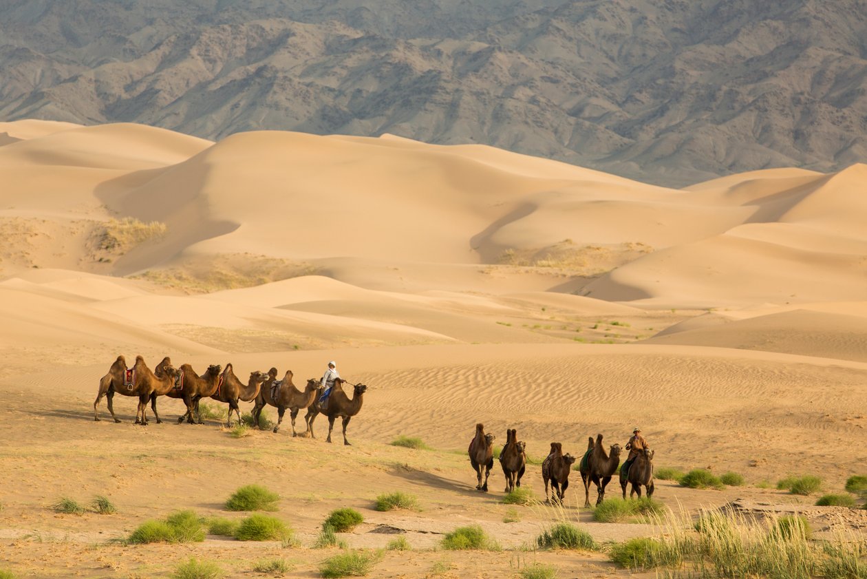 Caravana de camelos bactrianos no deserto de Gobi do Sul, Mongólia, 2013 (foto) de Ira Block