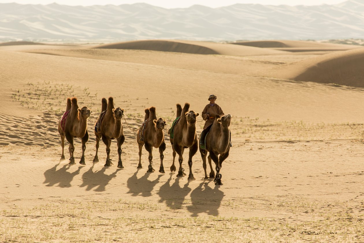 Caravana de camelos bactrianos no deserto de Gobi do Sul, Mongólia, 2013 (foto) de Ira Block