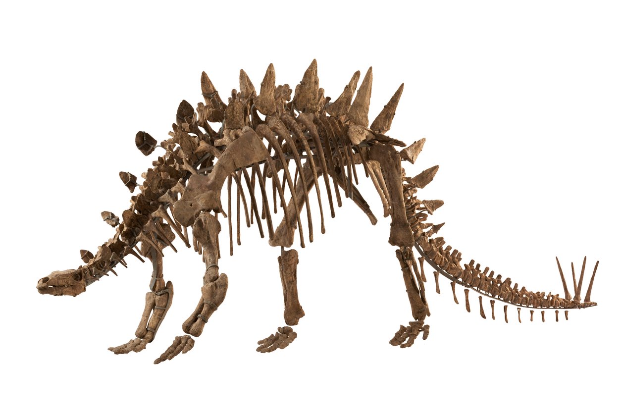 Chongqing, China, no Museu de História Natural de Chongqing, Tuojiangosaurus, encontrado em 1974 na província de Sichuan, perto da cidade de Zigong. Cerca de 70 por cento do material é verdadeiro. de Ira Block