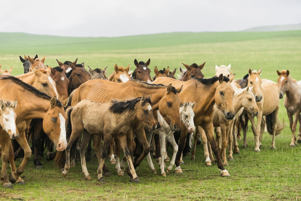 Família local a reunir os seus cavalos na Reserva Natural de Gun-Galuut de Ira Block