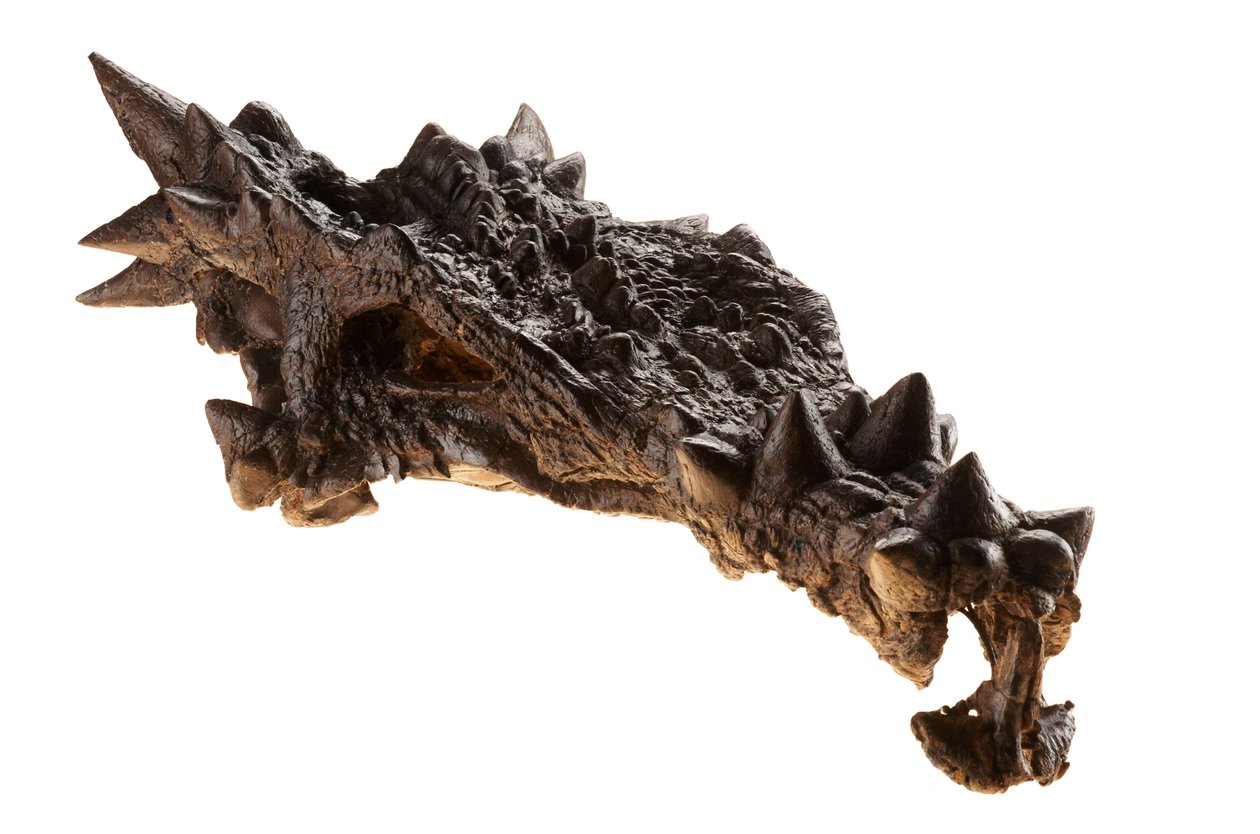 O crânio do Dracorex no Museu das Crianças em Indianápolis, Indiana. de Ira Block
