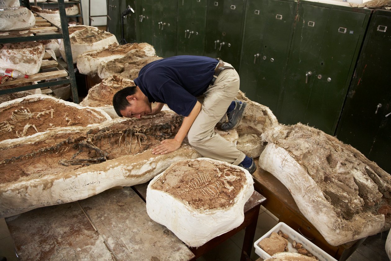 Xing Xu e colegas examinam espécimes no Instituto de Paleontologia e Paleoantropologia de Vertebrados da China, em Xiaotangshan, no norte de Pequim, China. de Ira Block