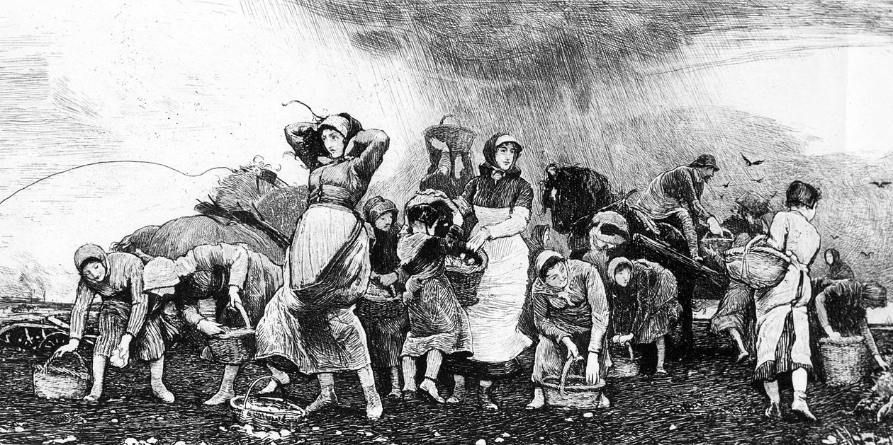 Colheita de batata, c.1870s de Irish School