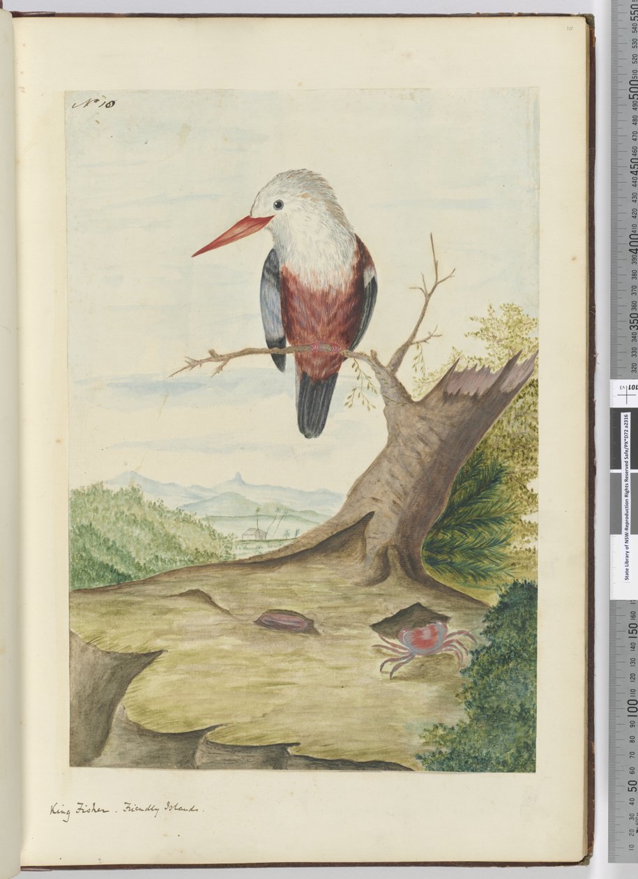 F.10 rei pescador. Ilhas Amigas, 1772-75 (wc) de Isaac Smith