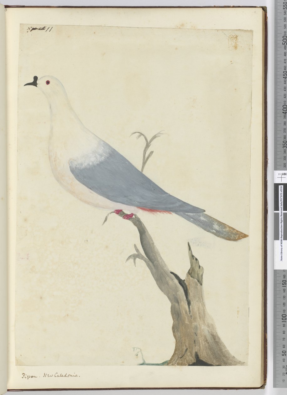 F.11 Pombo. Nova Caledônia, 1772-75 (wc) de Isaac Smith