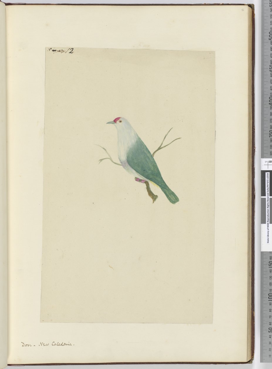 F.12 Onde. Nova Caledônia, 1772-75 (wc) de Isaac Smith