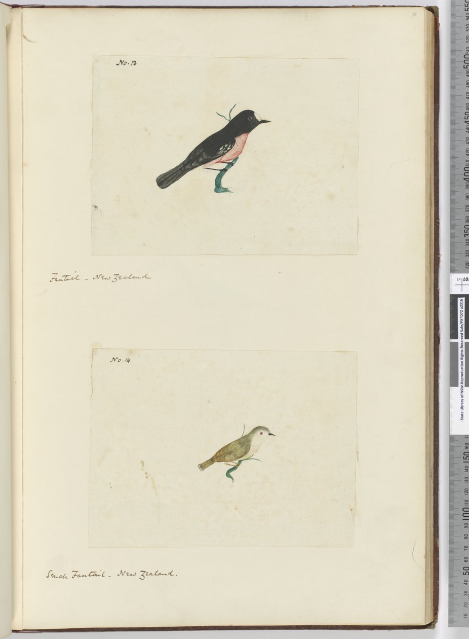 F.13 Fantail. Nova Zelândia F.14 Pequena cauda. Nova Zelândia, 1772-75 (wc) de Isaac Smith