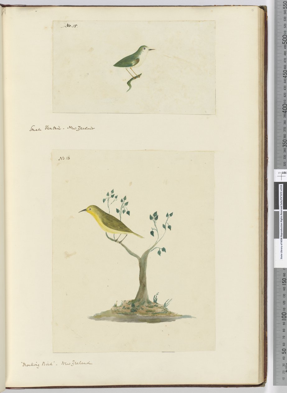 F.15 Pequena cauda. Nova Zelândia F.16 Pássaro zombeteiro. Nova Zelândia, 1772-75 (wc) de Isaac Smith