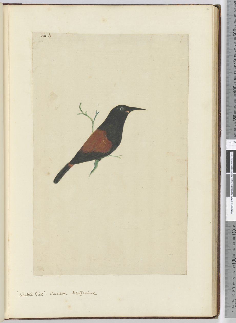 F.18 Ave de Acácia. Cuco. Nova Zelândia, 1772-75 (wc) de Isaac Smith
