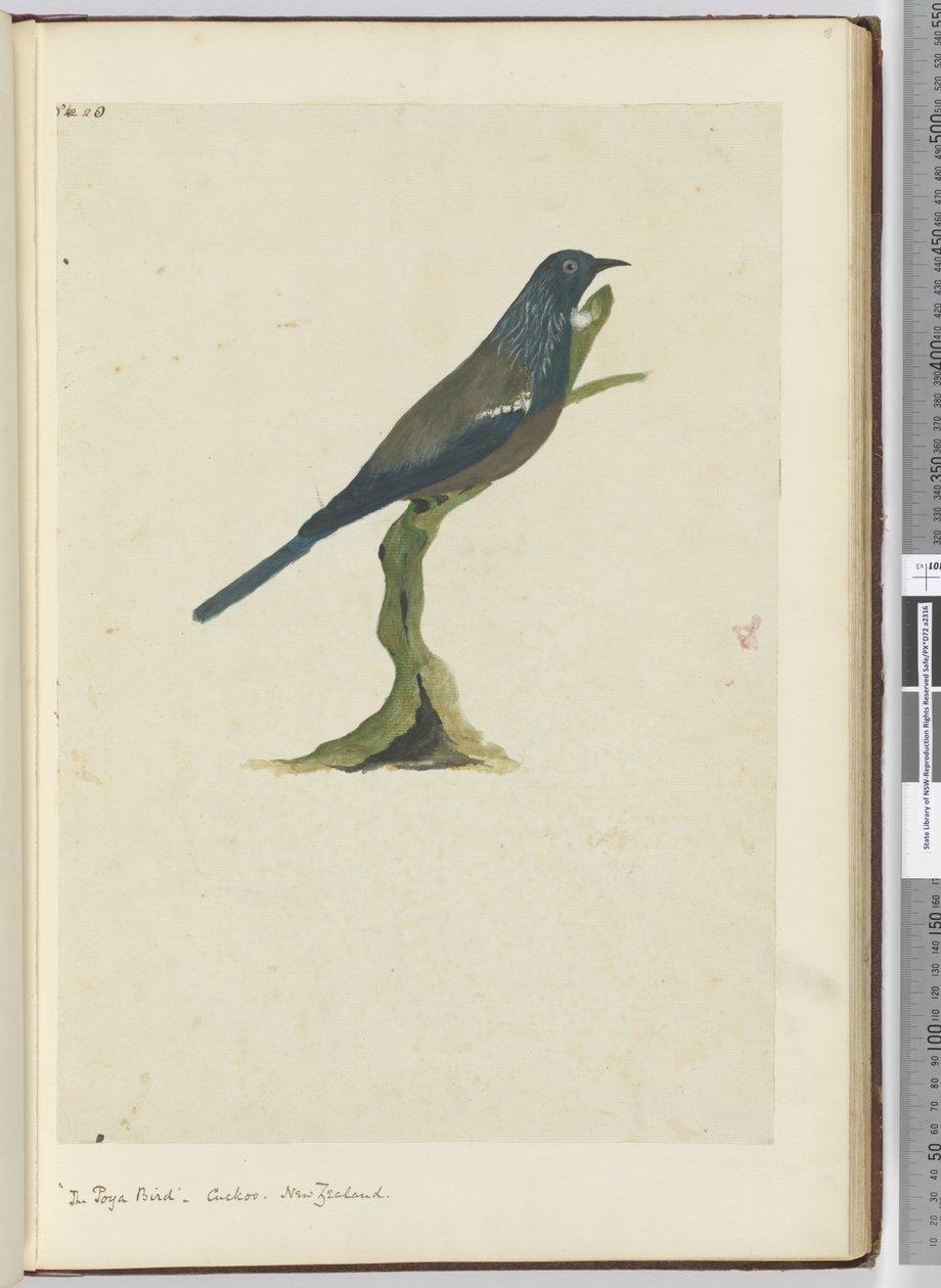 F.20 O pássaro poya, cuco. Nova Zelândia, 1772-75 (wc) de Isaac Smith