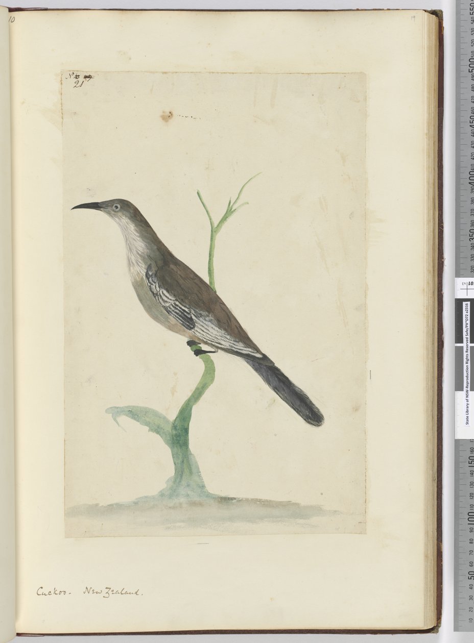 F.21 Cuco. Nova Zelândia, 1772-75 (wc) de Isaac Smith