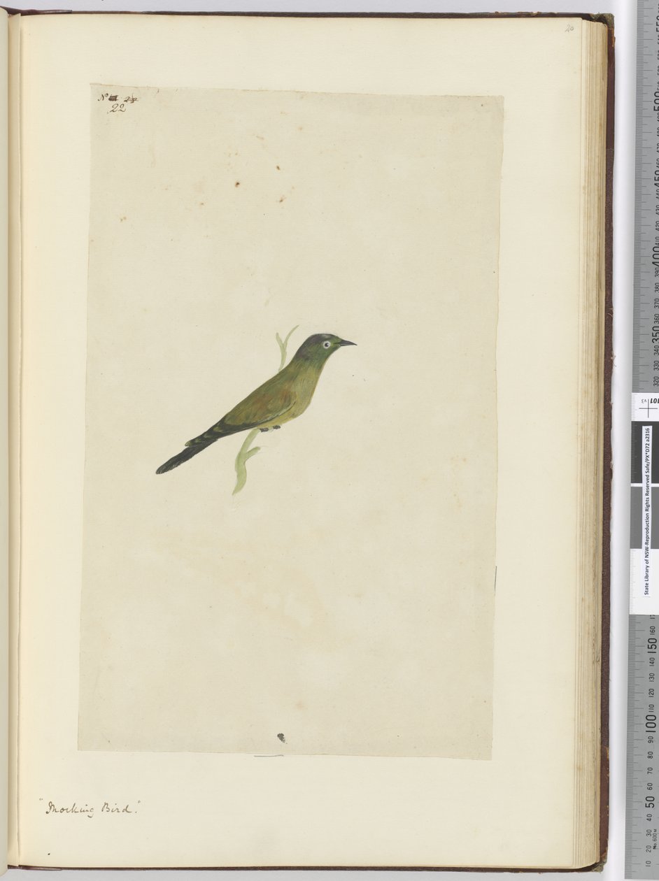 F.22 Pássaro de Mocking, 1772-75 (wc) de Isaac Smith