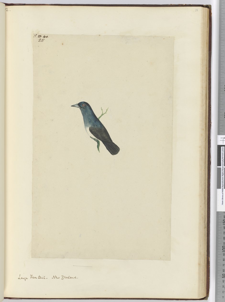 F.25 Fantail grande. Nova Zelândia, 1772-75 (wc) de Isaac Smith