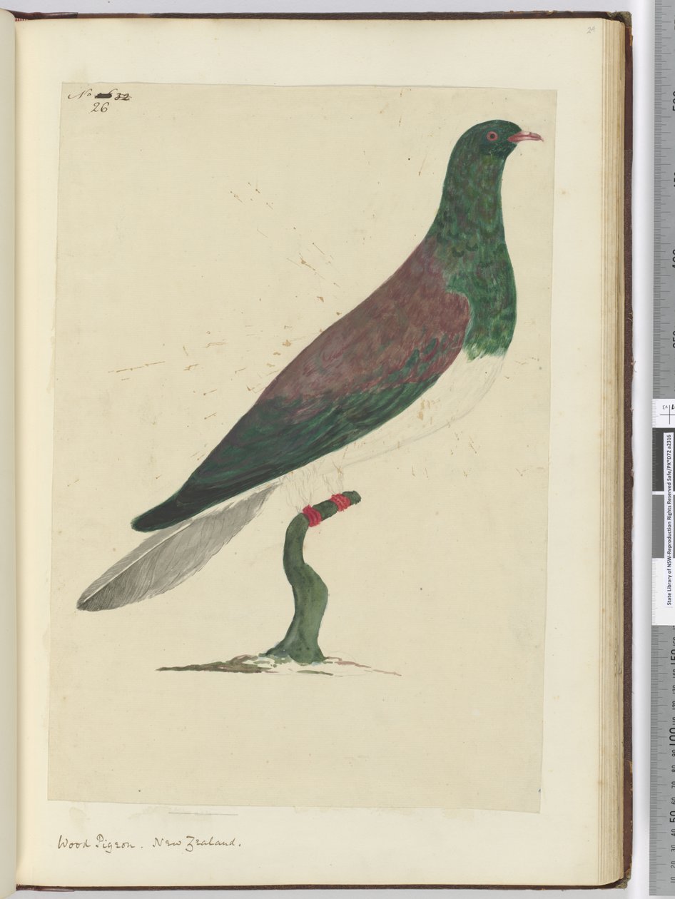 F.26 Pombo-torcaz. Nova Zelândia, 1772-75 (wc) de Isaac Smith