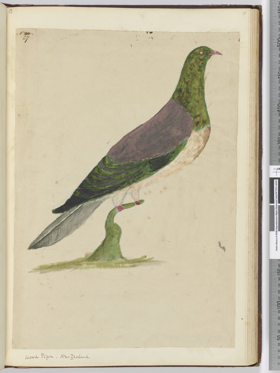 F.27 Pombo-torcaz. Nova Zelândia, 1772-75 (wc) de Isaac Smith