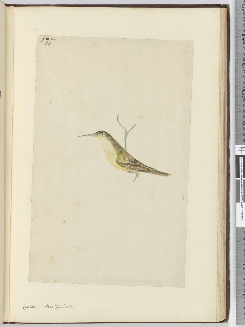F.28 Cuco. Nova Zelândia, 1772-75 (wc) de Isaac Smith