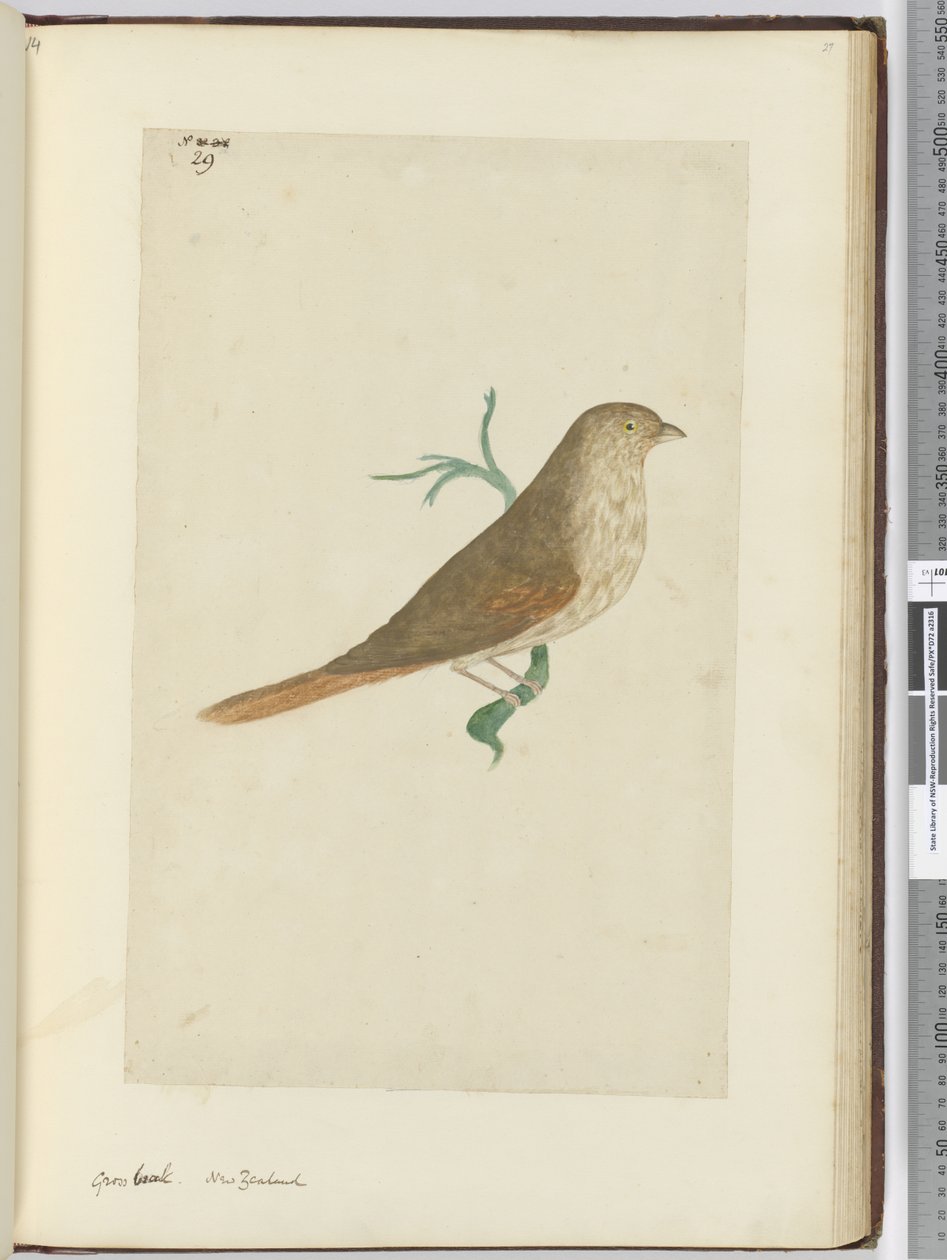 F.29 Bico bruto. Nova Zelândia, 1772-75 (wc) de Isaac Smith