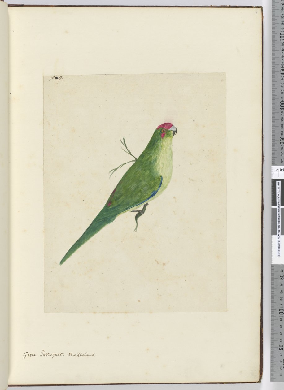 F.2 Parroquet verde. Nova Zelândia, 1772-75 (wc) de Isaac Smith