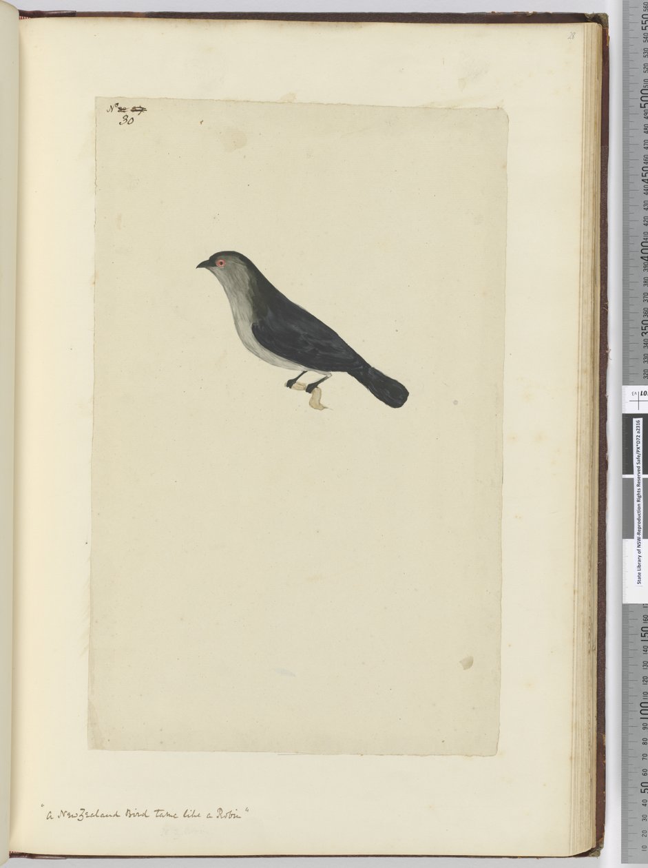 F.30 Um pássaro da Nova Zelândia doma como um tordo, 1772-75 (wc) de Isaac Smith