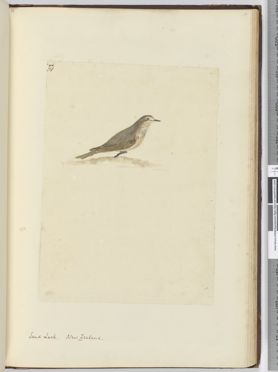 F.31 cotovia de areia. Nova Zelândia, 1772-75 (wc) de Isaac Smith