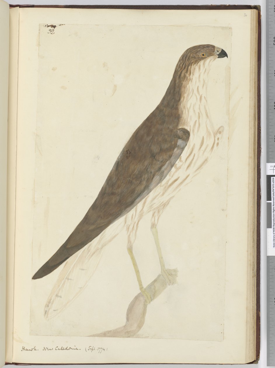 F.32 Hawk. Nova Caledônia. (Setembro de 1774), 1772-75 (wc) de Isaac Smith