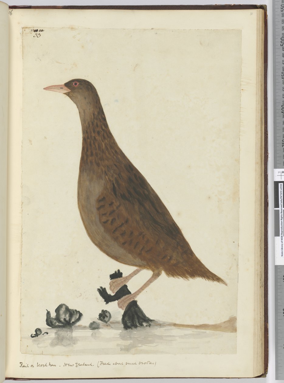 F.33 Trilho ou galinha de madeira. Nova Zelândia. (Feeds sobre pequenos riachos), 1772-75 (wc) de Isaac Smith