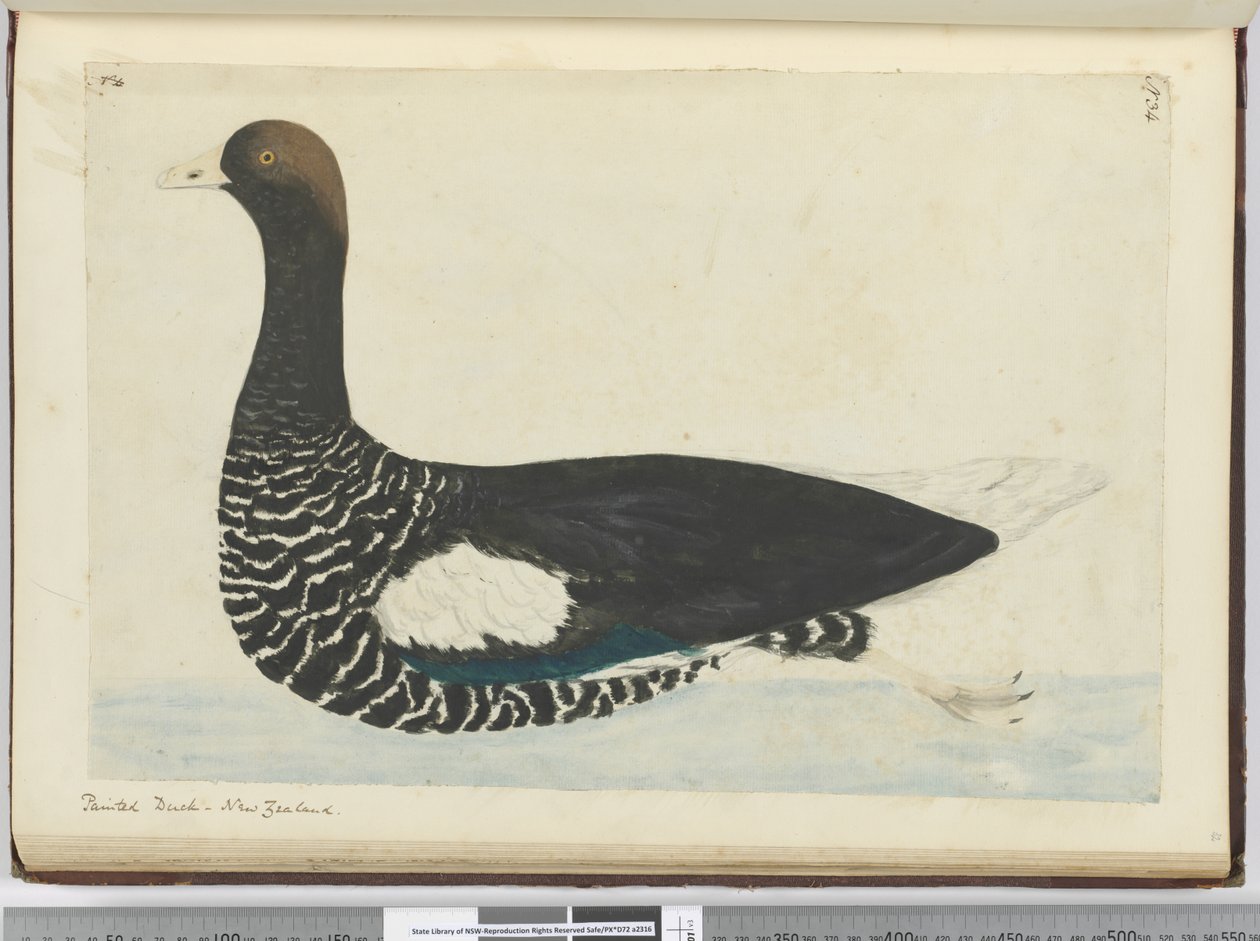 F.34 Pato Pintado. Nova Zelândia, 1772-75 (wc) de Isaac Smith
