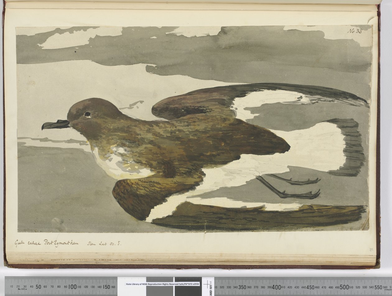 F.38 Gaivota chamada galinha de Port Egmont. Visto lat. 50 S., 1772-75 (wc) de Isaac Smith