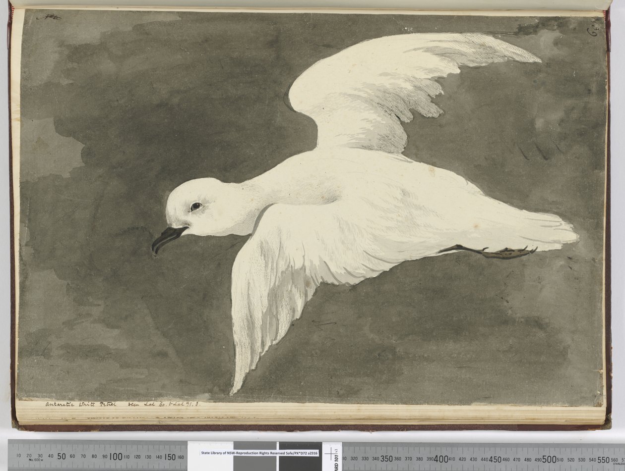 F.39 Pétrel branco antártico. Visto lat. 60 para lat. 71 S., 1772-75 (wc) de Isaac Smith